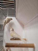 Bruinopaal geel mozaiek, Dieren en Toebehoren, Vogels | Kanaries, Vrouwelijk, Kleurkanarie