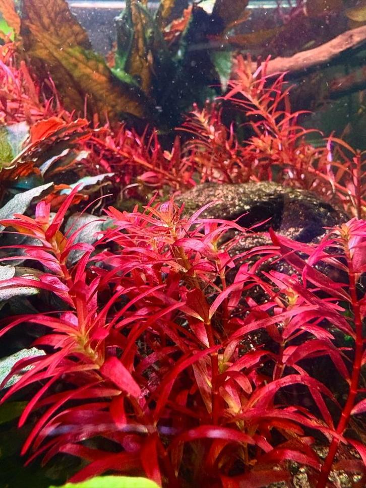 Rotala Narrow Leaf Sp. Red, Dieren en Toebehoren, Vissen | Aquaria en Toebehoren, Nieuw, Plant(en), Steen of Hout, Ophalen of Verzenden