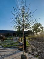 Zwarte Berk (Betula nigra), Tuin en Terras, Planten | Bomen, Ophalen
