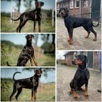 Doberman pups, Rabiës (hondsdolheid), Meerdere, Teef, 8 tot 15 weken
