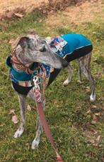 Hondenjasje voor Galgo greyhound Doggear hondentrui L1 of L2, Dieren en Toebehoren, Ophalen, Gebruikt