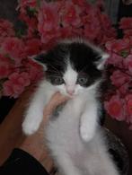 ♥️NOG 1 SIBERISCHE KITTEN♥️100% HYPOALOGEEN, Dieren en Toebehoren, Katten en Kittens | Raskatten | Langhaar, Meerdere dieren, Ontwormd