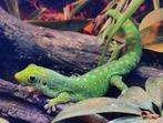 Phelsuma guimbeaui koppel, Dieren en Toebehoren, Hagedis, 0 tot 2 jaar