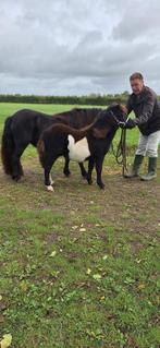 nsps shetlanders zowel hengst als merrie, Dieren en Toebehoren, Pony's, Meerdere dieren, A pony (tot 1.17m), Gechipt, 0 tot 2 jaar
