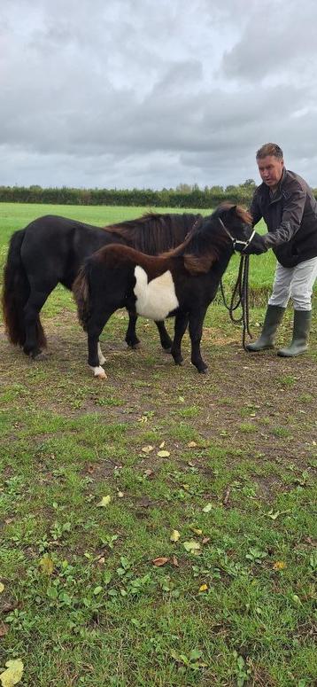 nsps shetlanders zowel hengst als merrie  beschikbaar voor biedingen