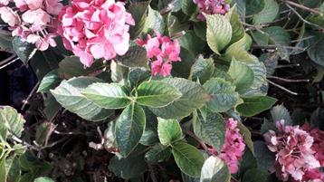 Restpartij 29 Boerenhortensia  Bolhortensia mix beschikbaar voor biedingen