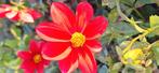 Dahlia knol, Tuin en Terras, Bloembollen en Zaden, Ophalen of Verzenden, Volle zon, Knol