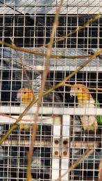 Koppels roestkopcaiques en zwartkop caiques  te koop, Dieren en Toebehoren, Vogels | Parkieten en Papegaaien, Geringd