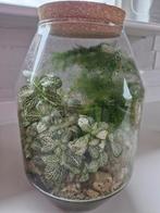 Mini Planten Terrarium - Asparagus & Mos, Ophalen, Overige soorten, Halfschaduw, In pot