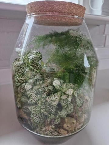 Mini Planten Terrarium - Asparagus & Mos beschikbaar voor biedingen