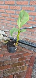 bananen plant, Musa Basjoo, Tuin en Terras, Planten | Fruitbomen, Ophalen, Minder dan 100 cm, Overige soorten