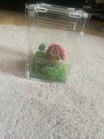 Hokje voor springspin - Terrarium, Dieren en Toebehoren, Insecten en Spinnen, Spin of Schorpioen