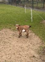 Prachtig dwerg bokje bok met maanvlekken maanvlek, Dieren en Toebehoren, Schapen, Geiten en Varkens, Mannelijk, Geit, 0 tot 2 jaar