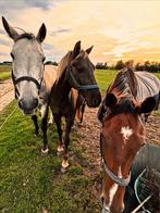 Gezocht: stalling weidegang omgeving Apeldoorn, Dieren en Toebehoren, Stalling en Weidegang, Stalling