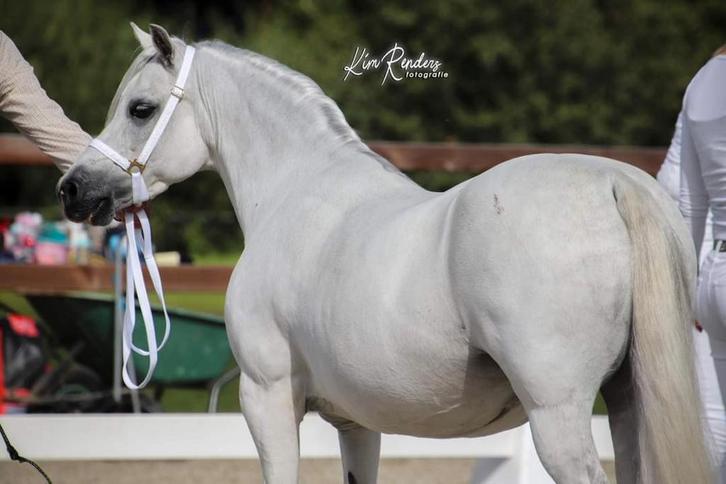 Prachtig Welsh A merrie veulen aangeboden!, Dieren en Toebehoren, Pony's, Merrie, Niet van toepassing, A pony (tot 1.17m), 0 tot 2 jaar
