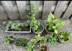Diverse Tuinplanten - Vaste Planten, Overige soorten, Vaste plant, Ophalen of Verzenden, Halfschaduw