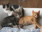 Twee lieve kittens- mogen nu weg!, Dieren en Toebehoren, Ontwormd