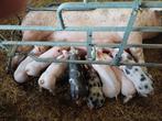 pietrain biggen, Dieren en Toebehoren, Schapen, Geiten en Varkens, Meerdere dieren, Schaap