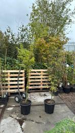 Stunt acer groen hoog 175cm plus weggeef prijs 29,50 pst, Tuin en Terras, Planten | Tuinplanten, Vaste plant, Bloeit niet, Halfschaduw