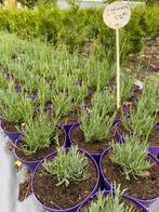 Bloeiende lavendel wit edelweiss in5literpot €2,50 hidcote, Ophalen, Zomer, Overige soorten, Volle zon
