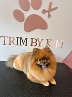 Pomeriaan dekreu, Dieren en Toebehoren, Rabiës (hondsdolheid), Reu, 1 tot 2 jaar, Eén hond