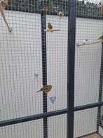 Gezocht Japanse meeuwtje  wit/ beige, Dieren en Toebehoren, Vogels | Overige Vogels