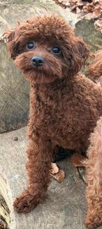 Lieve mooie Toy poedel pups  mogen verhuizen, Poedel, Parvo, 8 tot 15 weken, Meerdere