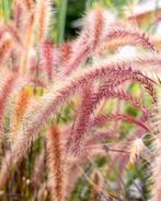 NU AANPLANTEN PENNISETUM FLAMINGO ROSE IETS APPARTS NU BODE, Vaste plant, Halfschaduw, Zomer, Ophalen