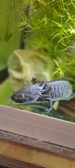 Axolotl man 1 jaar oud gratis als hij een goed thuis krijgt., Dieren en Toebehoren, Reptielen en Amfibieën, 0 tot 2 jaar, Hagedis