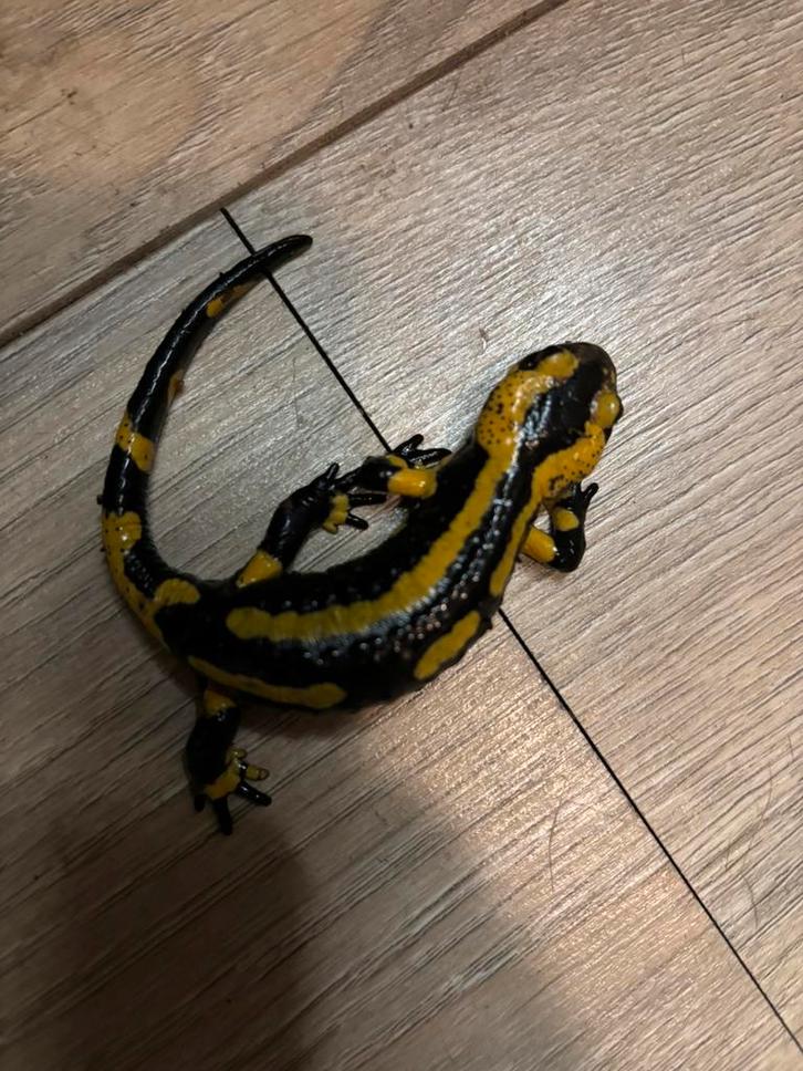 Salamandra s. Terrestris / Vuur salamanders, Dieren en Toebehoren, Reptielen en Amfibieën, 0 tot 2 jaar