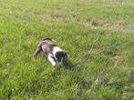 Border Collie pups, Dieren en Toebehoren, Schapen, Geiten en Varkens, Meerdere dieren, Geit