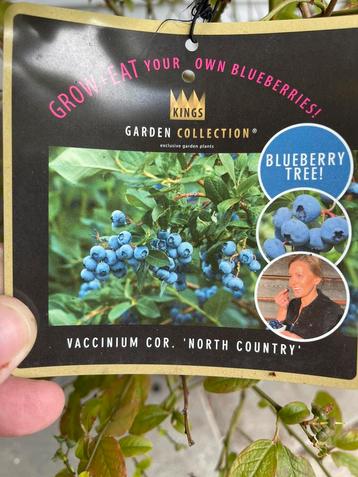 Bosbes XXL - Vaccinium Corymbosum ‘north country’