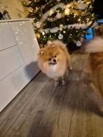 mooie dekreu! niet te koop!, Keeshond, Reu, 1 tot 2 jaar, Eén hond