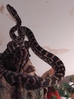 reptielen voor  reptilica " amstelveen ", Dieren en Toebehoren, Slang, 0 tot 2 jaar