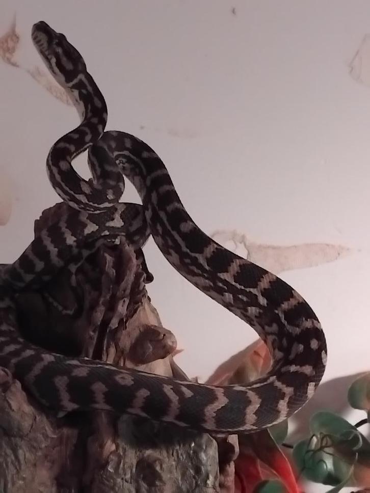 reptielen voor  reptilica " amstelveen ", Dieren en Toebehoren, Reptielen en Amfibieën, Slang, 0 tot 2 jaar