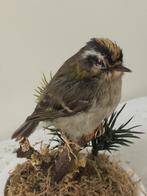 opgezette vogel   vuurgoudhaantje opgezet dier taxidermie, Ophalen of Verzenden, Gebruikt, Vogel, Opgezet dier