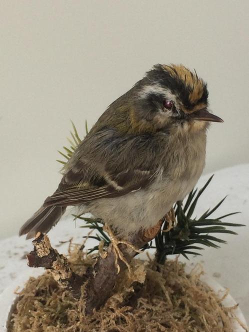 opgezette vogel   vuurgoudhaantje opgezet dier taxidermie, Verzamelen, Dierenverzamelingen, Gebruikt, Opgezet dier, Vogel, Ophalen of Verzenden