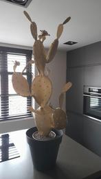 Kunst cactus, Ophalen