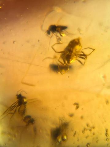 Birmees Amber (i2) met insluiting van spinnetje en enkele mu beschikbaar voor biedingen