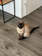 Kitten, Dieren en Toebehoren, Poes