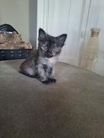 Nog 1 Ragdoll kitten zoekt een 4everhome, Dieren en Toebehoren, Katten en Kittens | Raskatten | Langhaar, Meerdere dieren, Gechipt