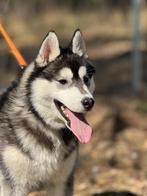 Lieve jonge husky reu zoekt fijn huisje, Rabiës (hondsdolheid), 15 weken tot 1 jaar, Reu, Poolhond