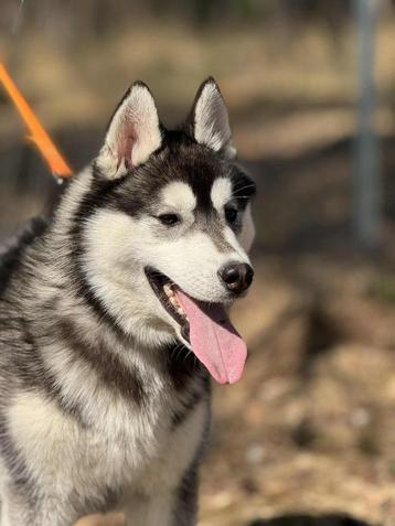 Lieve jonge husky reu zoekt fijn huisje beschikbaar voor biedingen