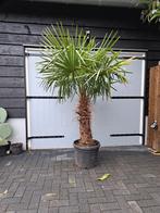 Trachycarpus fortunei winterharde palmboom, Volle zon, Ophalen of Verzenden, Palmboom