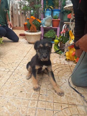 Buddy pup  beschikbaar voor biedingen