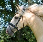 Utzon Olympic Hoofdstel, Dieren en Toebehoren, Ophalen of Verzenden, Zo goed als nieuw, Overige soorten