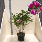 Magnolia meerstam soorten - bijna in bloei!, Vaste plant, Halfschaduw, Lente, Ophalen