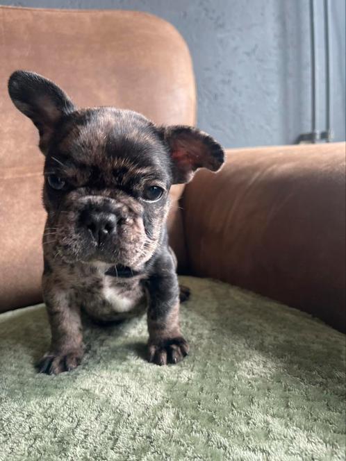 Twee franse bulldog pups, Dieren en Toebehoren, Honden | Bulldogs, Pinschers en Molossers, Meerdere dieren, Bulldog, Particulier