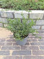 Amerikaanse sering - Ceanothus repens bodembedekker, Bodembedekkers, Vaste plant, Ophalen of Verzenden, Halfschaduw