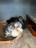 Jonge canaria kroppers, Dieren en Toebehoren, Meerdere dieren, Kropper